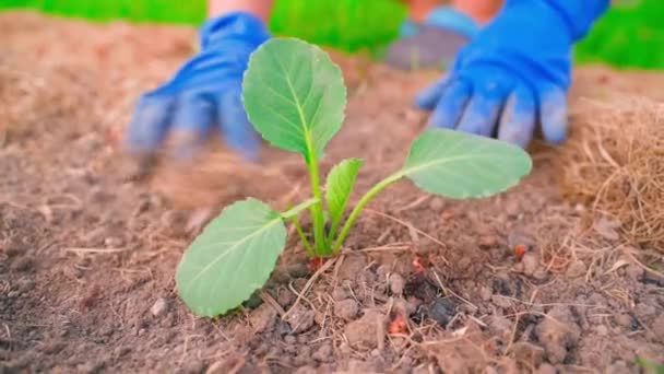 手拿着橡胶手套 在花园的床上照料着一棵生长着的白菜芽 优质Fullhd影片 — 图库视频影像