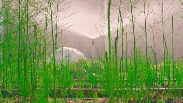 晚上用洒水器浇灌花园的床 在前景中种植芦笋 高质量的4K镜头 — 图库视频影像