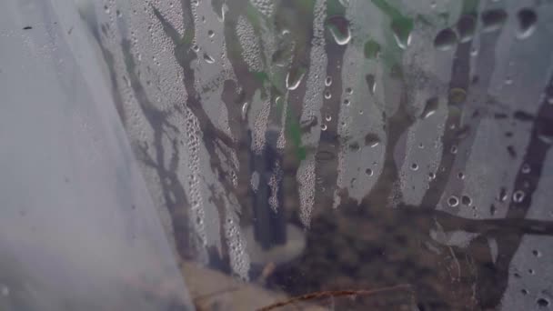 温室の閉鎖が内側から霧吹いていた 悪天候下で植物を栽培する 温室の透明な壁のコンディション 高品質のフルHd映像 — ストック動画