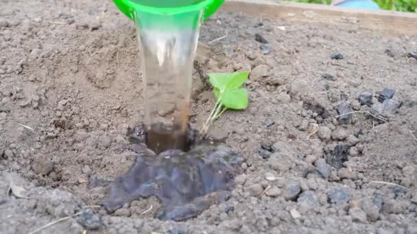 Patlıcan Filizi Ile Deliğe Dökülüyor Yakın Plan Bahçe Toprağına Fidanlar — Stok video