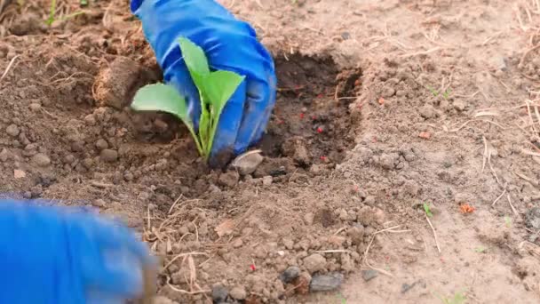 Bahçenin Toprağına Beyaz Lahana Tohumları Dikerken Dikkatli Olun Mavi Lastik — Stok video