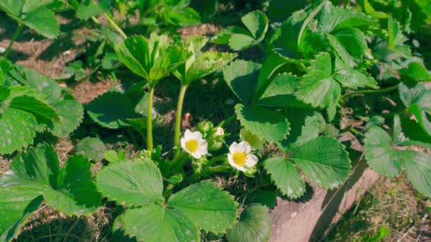 Fehér Virágok Virágzó Eper Napsütéses Időben Közelkép Kiváló Minőségű Felvételek — Stock videók