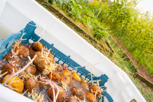 Csírázott Burgonya Betakarítása Zöldségkerti Ágyak Hátterében Egy Napos Nyári Napon — Stock Fotó