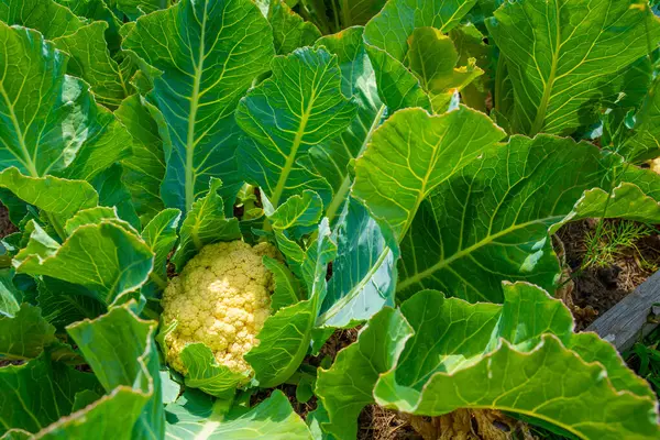 カリフラワーは家庭菜園で栽培されています 成長する健康的なダイエット野菜 — ストック写真