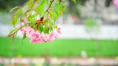 Rüzgarda sallanan bir sürü pembe çiçekli bir sakura dalı bulanık bir arka planda yakın plan. Bahar yağmurundan sonra hava. Yüksek kalite 4k görüntü