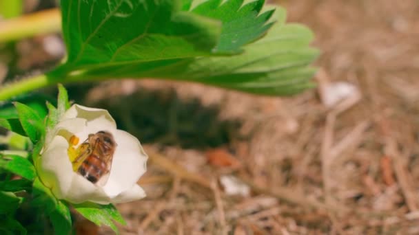 Floração Morango Polinização Abelhas Close Movimento Lento Uma Abelha Voadora — Vídeo de Stock