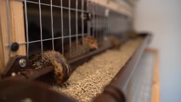 Quails Pull Heads Out Cage Eat Special Food Feeder Young — Stock Video