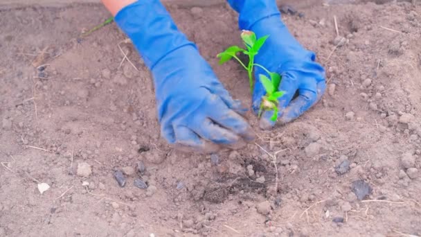 Sarı Yapraklı Dolma Biber Tohumları Bahçeye Yeni Ekilmiş Fidelerle Ilgilenmek — Stok video