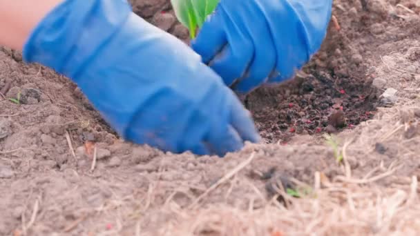 一种在土壤中种植卷心菜幼苗的迂腐方法 手戴蓝色橡胶手套 在花园里种上各种各样的白菜 高质量的4K镜头 — 图库视频影像