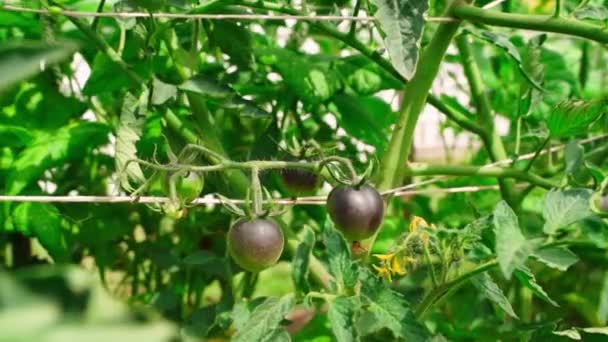 Tomate Azul Americano Crece Cerca Una Plantación Movimiento Suave Cámara — Vídeos de Stock