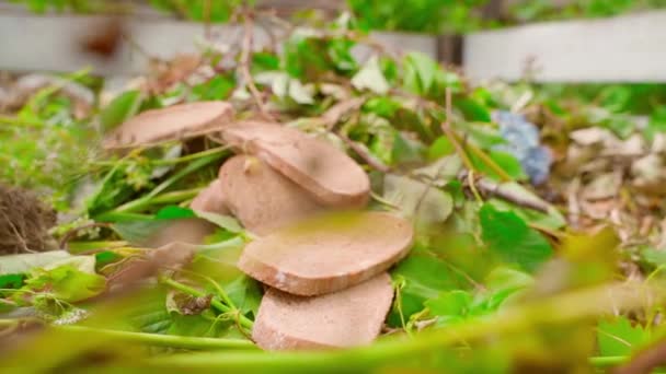陈腐变质的发霉的面包躺在堆肥堆关闭 平稳的相机运动 优质Fullhd影片 — 图库视频影像