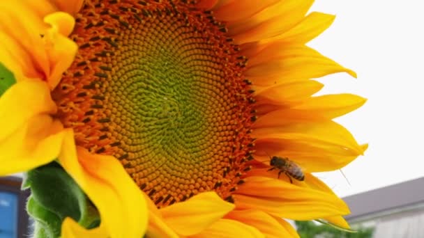 Nahaufnahme Sonnenblumenblüte Mit Einer Biene Schwankt Wind Hochwertiges Fullhd Filmmaterial — Stockvideo