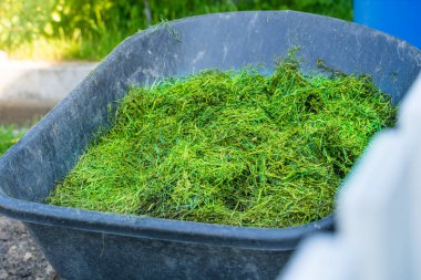 Plastik bahçe el arabası taze kesilmiş yeşil çimlerle dolu, yakın plan.
