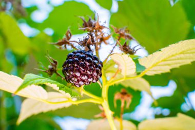 Siyah, olgun böğürtlenli yakın çekim. Yazın böğürtlenli Bush
