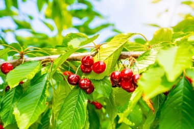 Olgun kırmızı kirazlar güneşli bir yaz gününde gökyüzüne yakın bir dalda asılı duruyor. Bahçedeki etli kirazlar