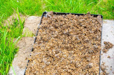 Sokakta talaşlı kuş pisliği kurutuluyor. Bahçe toprağı için doğal gübre