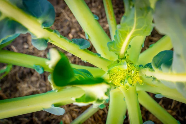ブロッコリーの蛍光形成閉鎖 健康的な野菜を育てる — ストック写真