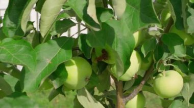 Beyaz renkli elmalar yakın plan bir ağaca asılır. Bahçedeki bereketli elma ağacı, düzgün kamera hareketi. Yüksek kaliteli FullHD görüntüler