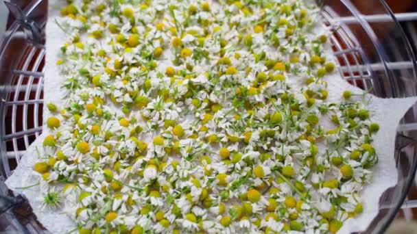 Las Flores Manzanilla Secan Cerca Movimiento Suave Cámara Manzanilla Medicinal — Vídeos de Stock