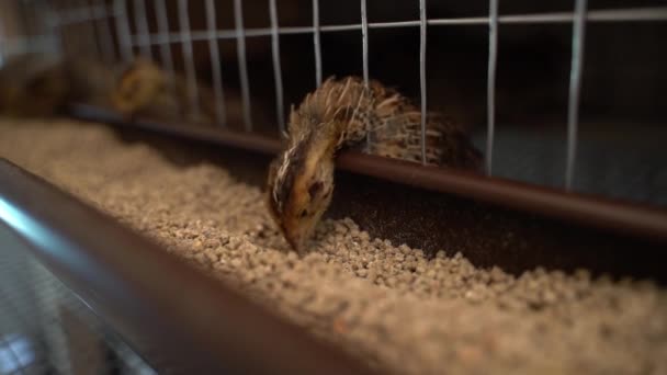 Young Quail Pharaoh Breed Eats Compound Feed Close Bird Feeder — Stock Video