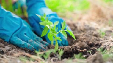 Genç bir domates filizi dikkatlice toprağa dikilir, yakından. Mavi lastik eldivenli kadın eller. Yüksek kaliteli FullHD görüntüler