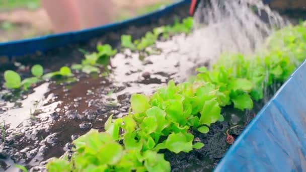 Večerní Zavlažování Klíčí Salát Mini Zahradním Lůžku Detailní Záběr Mladé — Stock video