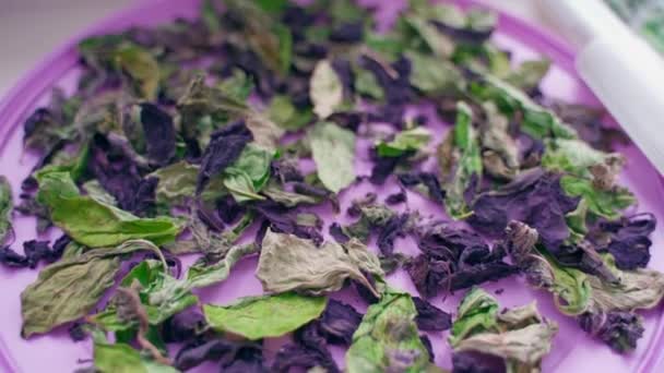 Фиолетовый Зеленый Базилик Высохли Крупным Планом Кулинария Домашние Специи Плавное — стоковое видео