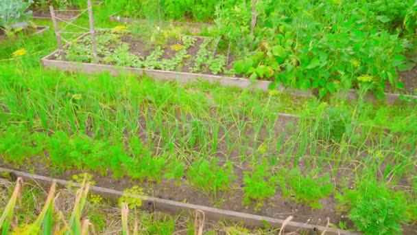 Les Carottes Les Oignons Poussent Dans Lit Jardin Bien Entretenu — Video