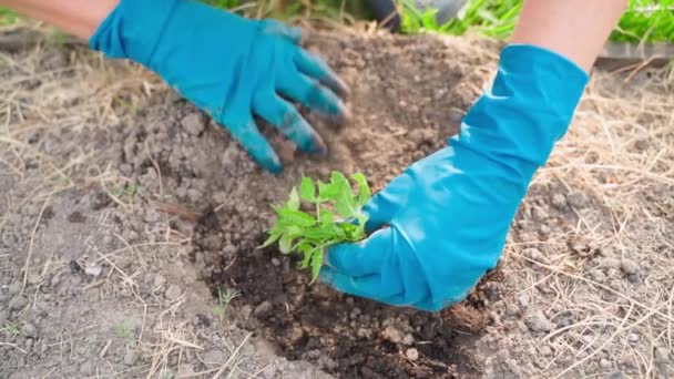 Les Mains Féminines Dans Les Gants Plantent Semis Tomate Dans — Video