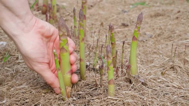 Hand Plucks Asparagus Garden Bed Close Garden Soil Mulched Dry — Stock Video