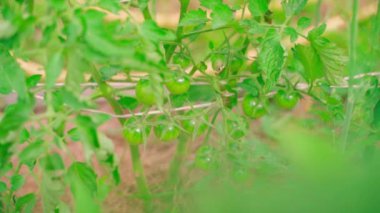 Yeşil kiraz domatesleri bir fidanlıkta yetişir. Ev bahçesinde sebze yetiştiriyor. Yüksek kaliteli FullHD görüntüler