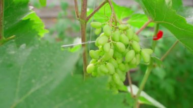 Üzüm bağına asılmış bir sürü yeşil renk var. Düzgün kamera hareketi, parallax. Yüksek kaliteli FullHD görüntüler