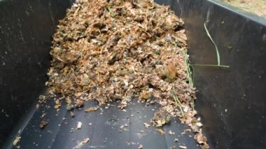 Talaşla karıştırılmış kuş kakası yakın plan siyah plastik bir kabın içine atılır. Yüksek kaliteli FullHD görüntüler