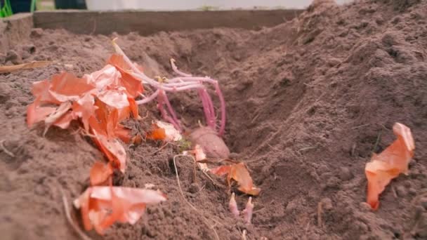 Vertiefung Der Erde Des Gartens Und Gekeimte Kartoffeln Zwiebelschalen Reibungslose — Stockvideo