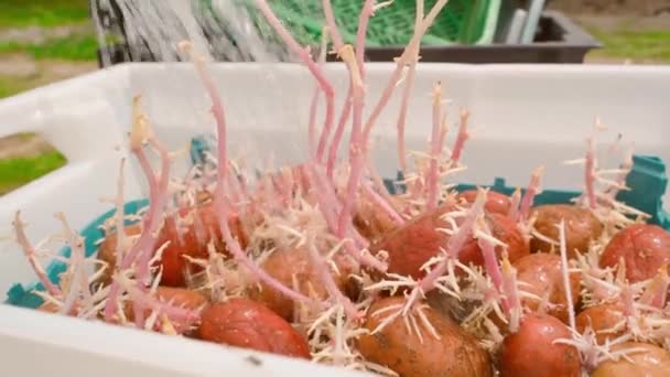Groddad Potatis Vattnas Med Desinfektionsmedel Innan Den Planteras Förberedelse Rotgrödan — Stockvideo