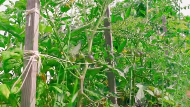 Mörkblå Tomater Växer Plantage Närbild Smidig Kamera Zoom Högkvalitativ Fullhd — Stockvideo