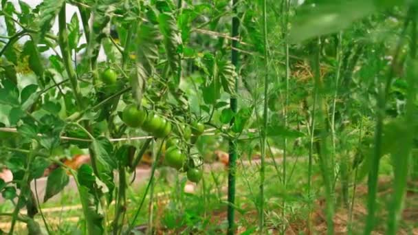 Plantación Con Tomates Verdes Cereza Primer Plano Movimiento Suave Las — Vídeo de stock
