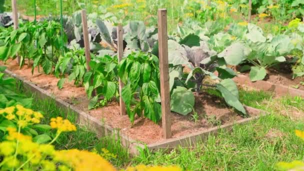 Lits Jardin Été Avec Culture Légumes Par Une Journée Ensoleillée — Video