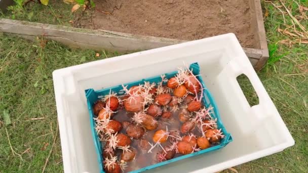 Φύτεψε Πατάτες Έτοιμες Για Φύτευση Ένα Κουτί Στον Κήπο Κοντινό — Αρχείο Βίντεο