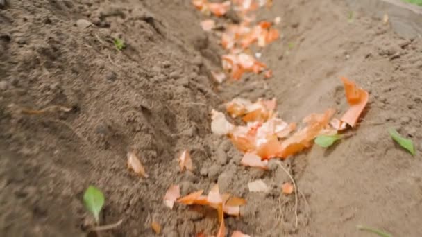 Κατάθλιψη Στο Έδαφος Για Φύτευση Πατάτας Είναι Στρωμένη Φλούδα Κρεμμυδιού — Αρχείο Βίντεο