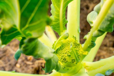 Genç bir brokoli filizi bir bahçe yatağında yetişiyor.