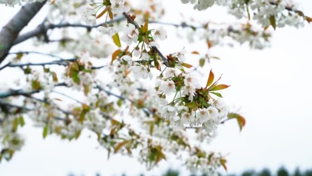 Фруктове Дерево Цвіте Білими Квітами Впритул Неба Хмарно Весняна Погода — стокове відео