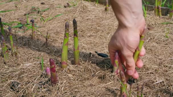 Sběr Zralého Zeleného Chřestu Zeleninové Zahrady Detailní Záběr Vysoce Kvalitní — Stock video