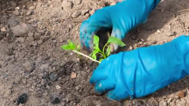 甘いペッパーの果実の苗 クローズアップ 青いゴム製手袋の手は庭の植物の世話をする 高品質の4K映像 — ストック動画