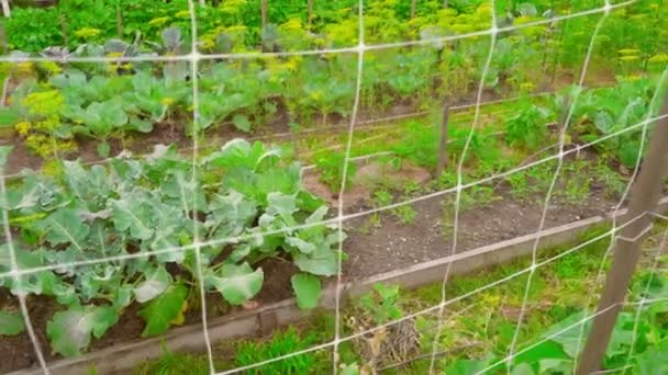 Pohled Zeleninovou Zahradu Okurkovou Zahradní Sítí Hladký Pohyb Fotoaparátu Šťavnatá — Stock video