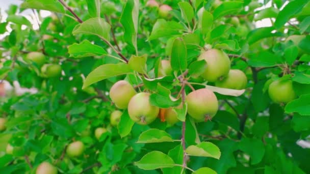 Ett Äppelträd Med Många Frukter Ljus Skörd Äpplen Trädgården Smidig — Stockvideo