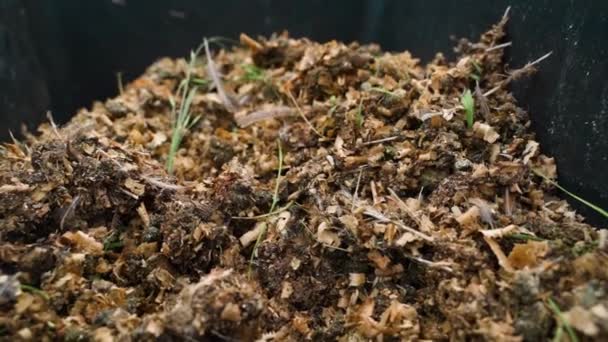 Fågelspillning Plastbehållare Och Potatis Planteringsprocessen Jorden Grönsaksträdgård Och Naturligt Gödningsmedel — Stockvideo