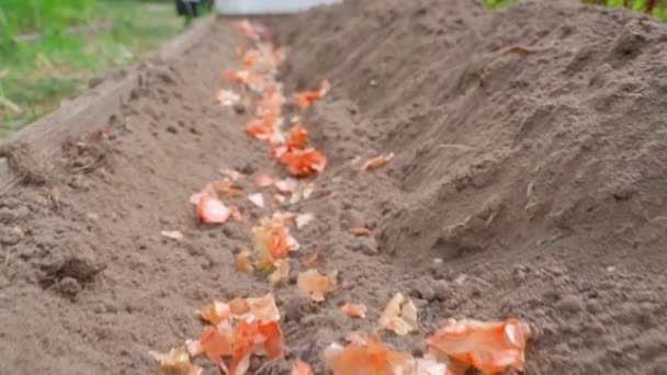 Cáscara Seca Cebolla Cubre Suelo Cuando Plantan Patatas Proceso Plantación — Vídeos de Stock