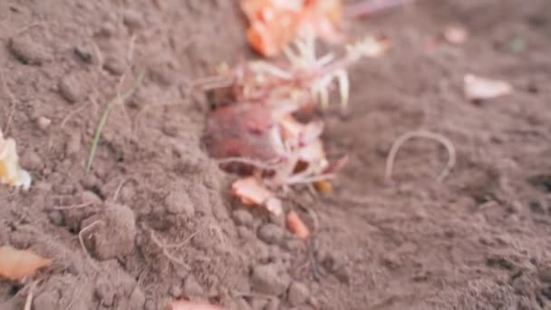Saatkartoffeln Weißen Wurzeln Gemüsegarten Mit Zwiebelschalen Großaufnahme Hochwertiges Fullhd Filmmaterial — Stockvideo