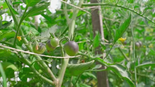 Los Tomates Americanos Azules Maduran Primer Plano Arbusto Sol Movimiento — Vídeos de Stock
